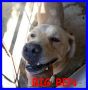 REGALO BIG BEN simil labrador buonissimo soffre troppo